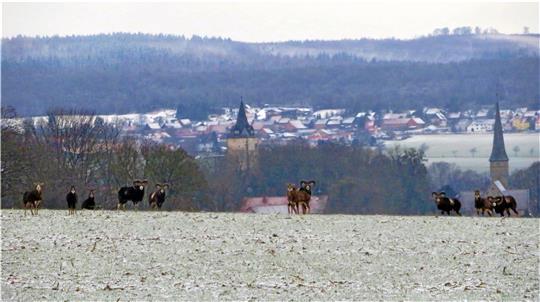 Die Mufflonherde ist in Ostlutter im Rudel unterwegs und sucht nach Fressbarem. In letzter Zeit wurden einige Weidetiere gerissen. Im Verdacht steht der Luchs und etwaig auch der Wolf. Archivfoto: Biener
