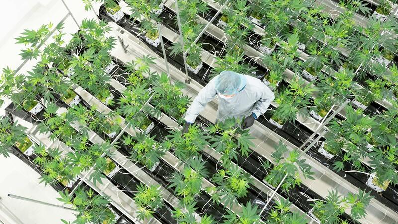Einfach Kiffen auf Rezept Die Nachfrage nach medizinischem Cannabis stieg zuletzt stark an. (Archivbild)