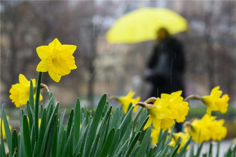 Wetter am Karfreitag: Regen in der Mitte, Sonne im Süden Die Narzissen könnten am Karfreitag nass werden - zumindest wenn sie in der Mitte Deutschlands blühen.