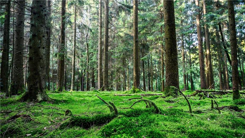 Die Natur soll im Solling immer mehr sich selbst überlassen werden.