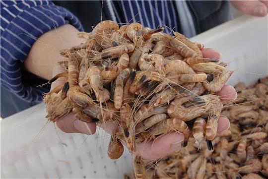 Die Nordseekrabbe wird auch als der «kleinste Hummer der Welt» bezeichnet.