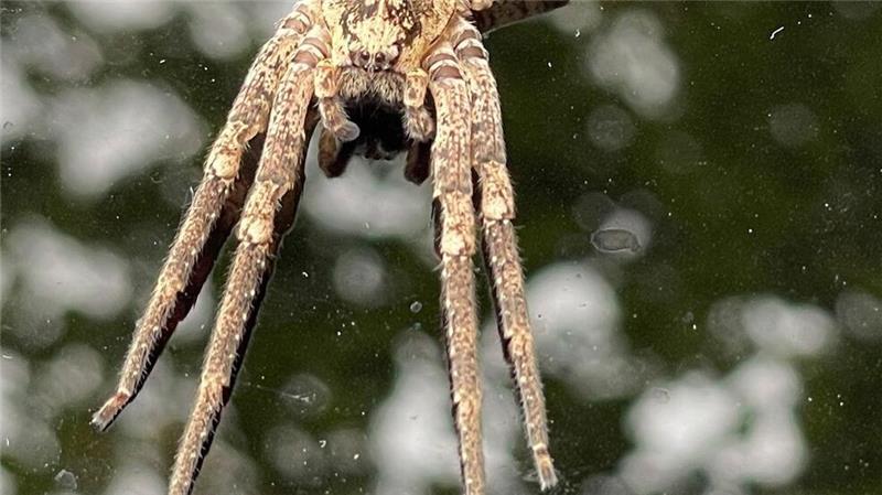 Nosferatu-Spinne breitet sich auch in Niedersachsen aus Die Nosferatu-Spinne beißt in Ausnahmefällen. (Archivbild)