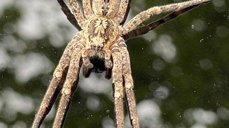 Nosferatu-Spinne inzwischen bundesweit verbreitet Die Nosferatu-Spinne beist in Ausnahmefällen. (Archivbild)