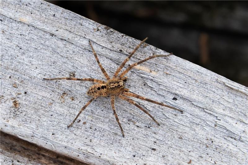 Die Nosferatu-Spinne erreicht die Spinne eine Körperlänge von bis zu zwei und eine Beinspannweite von etwa fünf Zentimetern.