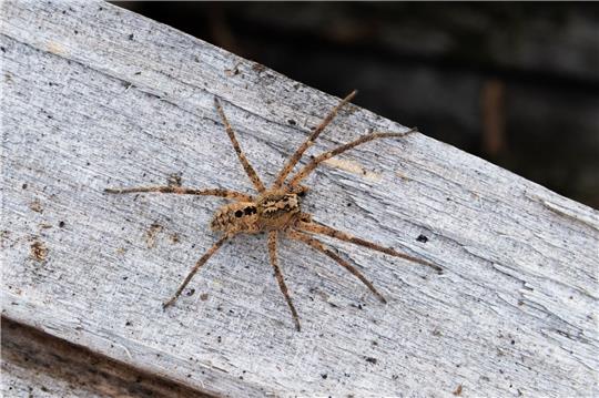 Die Nosferatu-Spinne erreicht die Spinne eine Körperlänge von bis zu zwei und eine Beinspannweite von etwa fünf Zentimetern.