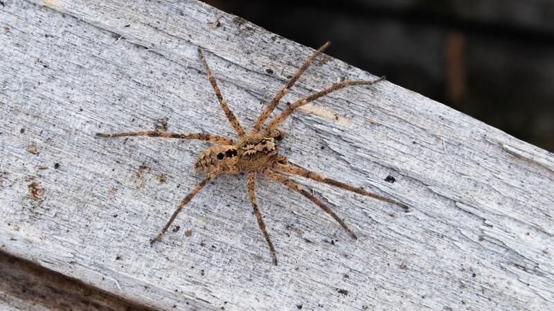 Die Nosferatu-Spinne ist inzwischen in fast ganz Deutschland verbreitet. (Archivbild)