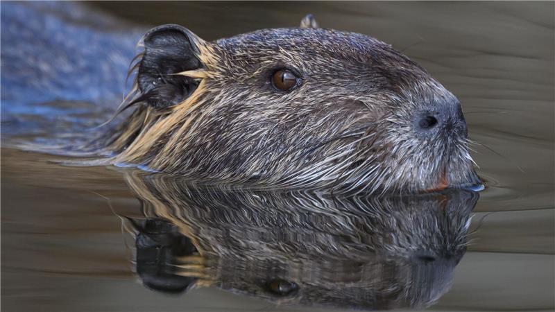 Warum mehr Nutrias eine Gefahr für den Hochwasserschutz sind Die Nutria ist eine aus Südamerika stammende und in Mitteleuropa eingebürgerte Nagetierart. (Archivbild)