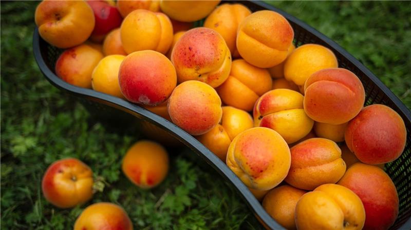 Aprikosen und Pfirsiche: Landwirte reagieren auf Klimawandel Die Obstbauer in Deutschland spüren den Klimawandel und züchten mehr und mehr südländische Früchte.