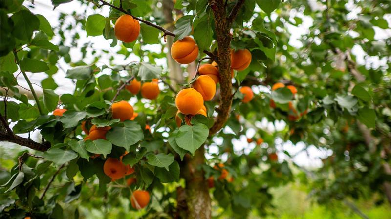 Aprikosen und Pfirsiche: Landwirte reagieren auf Klimawandel Die Obstbauer in Deutschland spüren den Klimawandel und züchten mehr und mehr südländische Früchte.