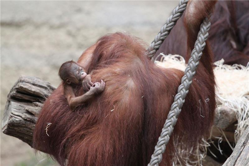 Orang-Utan-Baby im Rostocker Zoo geboren Die Orang-Utan-Mutter Cantik kümmert sich fürsorglich um ihr kleines Mädchen, das am 14. März geboren worden ist.