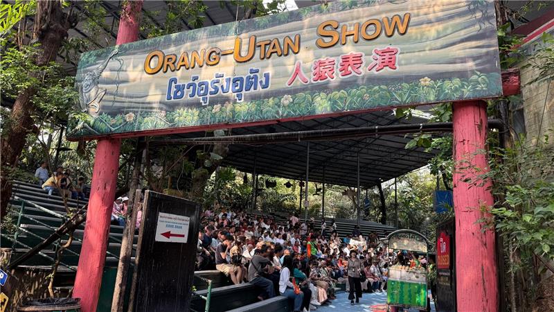 Die Orang-Utan-Shows sind weiter beliebt.