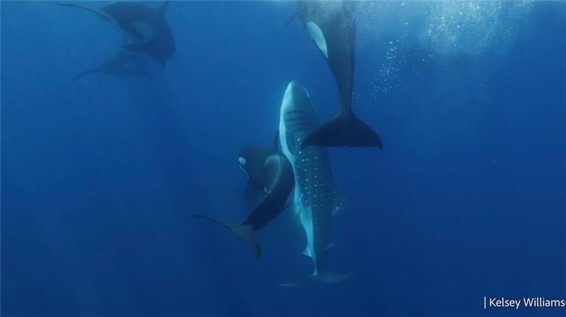 Orca-Gruppe jagt Walhaie in koordinierten Attacken Die Orcas bringen den verletzten Walhai wieder an die Oberfläche, um dort zu fressen.