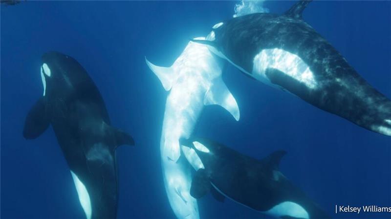 Orca-Gruppe jagt Walhaie in koordinierten Attacken Die Orcas gehen gezielt auf den Bauch des Walhais.