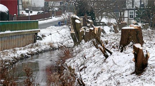 An einem Flussufer ragen Baumstuken in den Himmel.