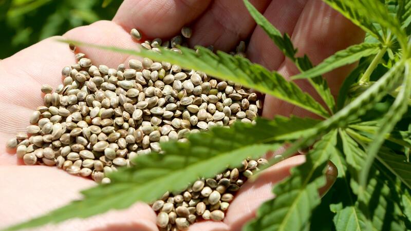 Kein Cannabis-Anbau in Vienenburger Kleingärten Die Pächtervereinigung hat sich gegen einen Hanfanbau ausgesprochen.