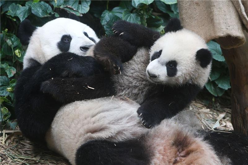 Pandas und Blumen: Wie Asien charmante Diplomatie betreibt Die Pandas «Le Le» und «Jia Jia» im River Wonders Wildpark in Singapur.