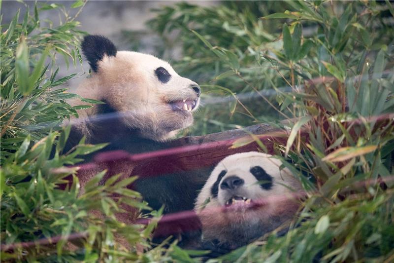 Die Pandas Paule (l) und Pit sitzen während der  Abschiedszeremonie in ihrem Gehege.