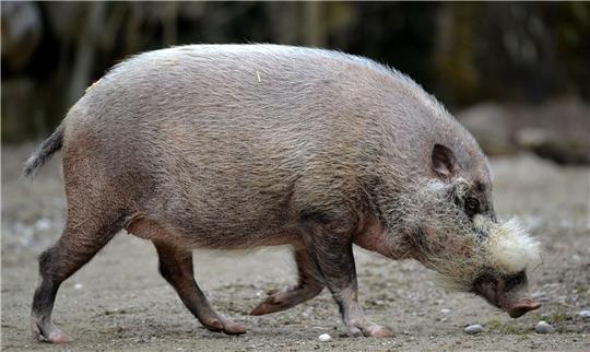 Die Pandemie habe gravierende Auswirkungen nicht nur auf die Tiere.