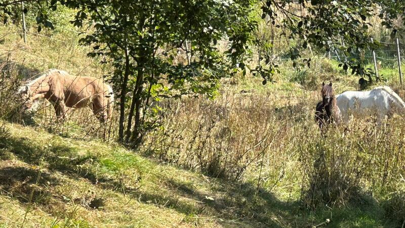 35-jähriger Braunlager soll Pferde missbraucht haben Die Pferde der Braunlagerin grasen gestern friedlich auf der Weide. Einige von ihnen sollen in den vergangenen Wochen Opfer sexuellen Missbrauchs geworden sein.