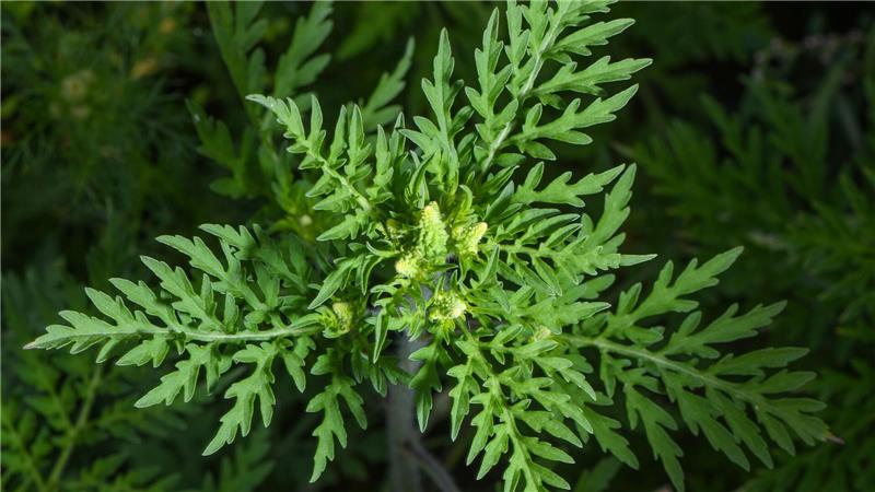 Allergiker aufgepasst: Gefahr durch Ambrosia wächst Die Pflanze stammt aus Nordamerika und breitet sich in Deutschland immer mehr aus. (Archivbild)
