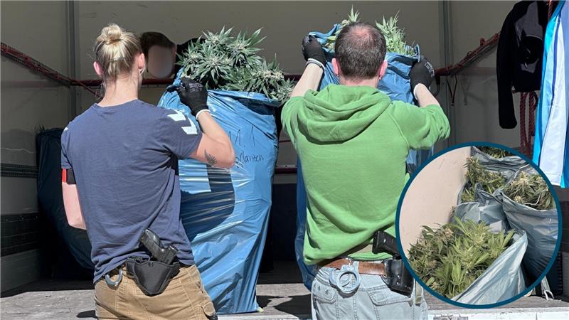 Blühende Pflanzen: Polizei räumt Harzburger Cannabisplantage aus Die Pflanzen werden von der Polizei in Säcke verpackt und auf Lastwagen verladen.