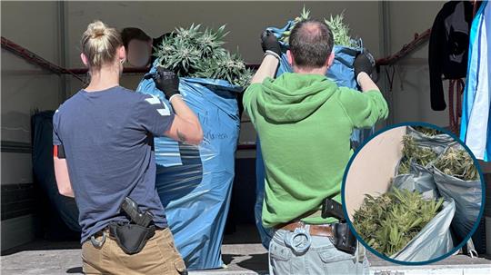 Die Pflanzen werden von der Polizei in Säcke verpackt und auf Lastwagen verladen.