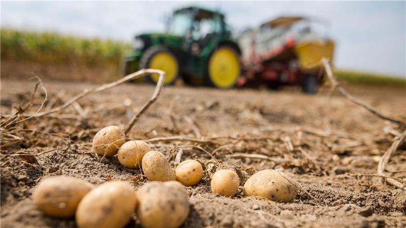 Wie eine Zikade Zuckerrüben und Kartoffeln bedroht Die Pflanzenkrankheit bedroht auch heimische Kartoffeln. (Archivbild)