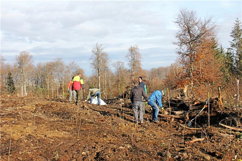 1000 neue Bäume für den kahlen Elfenstein Die Pflanzfläche ist abgesteckt, die kleinen Bäume werden in geraden Reihen gepflanzt. Kleines Bild: Aus den Forstpflanzen sollen in den nächsten Jahren kräftige Bäume wachsen. Fotos: Fricke