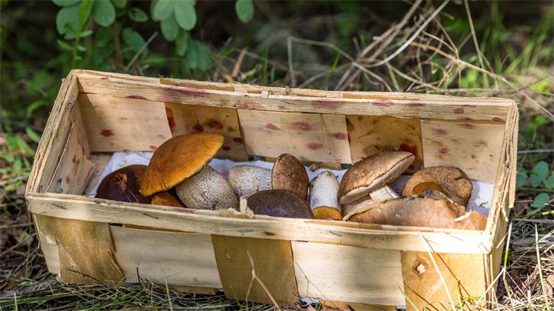 Die Pilzsaison startet in Niedersachsen: Steinpilze, Maronen und Rotkappen sind beliebte Arten. (Archivbild)