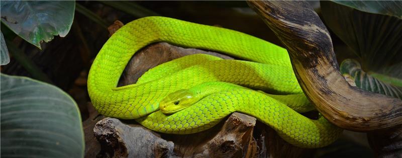 Schladener Schlangenfarm päppelt Tiere wieder auf Die Polizei beschlagnahmt bei einer Schlangenhalterin aus Sehlde 115 nicht artgerecht gehaltene Schlangen. Darunter eine Grüne Mamba. Sie landen vorerst in der Schladener Schlangenfarm. Die Verteilung an andere Zoos zieht sich hin. Symbolfoto: Pixabay