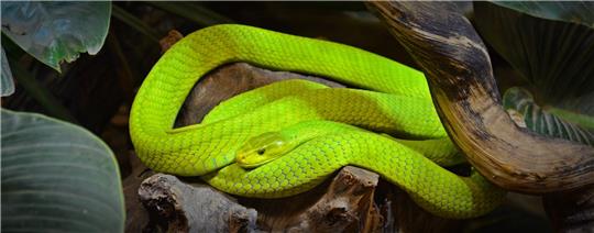 Die Polizei beschlagnahmt bei einer Schlangenhalterin aus Sehlde 115 nicht artgerecht gehaltene Schlangen. Darunter eine Grüne Mamba. Sie landen vorerst in der Schladener Schlangenfarm. Die Verteilung an andere Zoos zieht sich hin. Symbolfoto: Pixabay