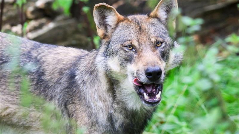 Die Polizei geht davon aus, dass es sich bei dem eingefangenen Wolf um ein zuvor in Blankenese gesichtetes Tier handelt. (Symbolbild)