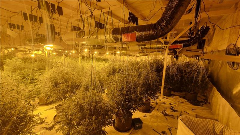 Die Polizei hat erneut zwei größere Cannabis-Plantagen in der Region entdeckt.