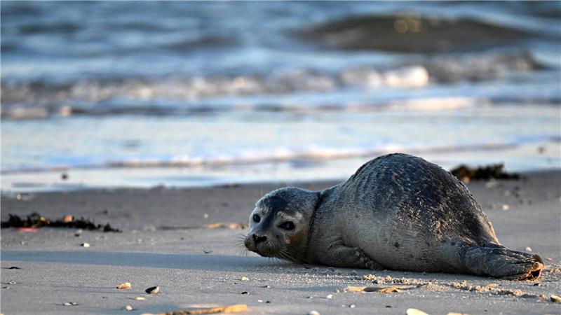 Junger Seehund in Wilhelmshaven gesichtet Die Polizei in Wilhelmshaven bittet um Ruhe für einen jungen Seehund am Südstrand. (Symbolbild)