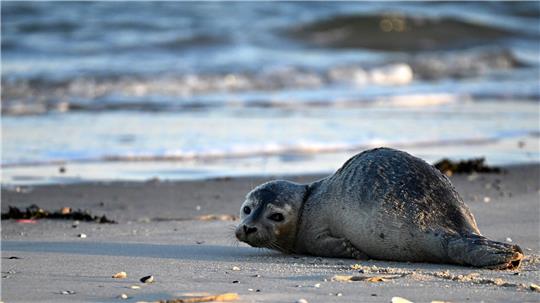 Junger Seehund in Wilhelmshaven gesichtet Die Polizei in Wilhelmshaven bittet um Ruhe für einen jungen Seehund am Südstrand. (Symbolbild)
