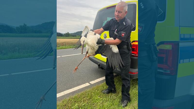 Polizei rettet verletzten Storch bei Langelsheim Die Polizei kümmert sich am Freitag bei Langelsheim einen verletzten Stroch.