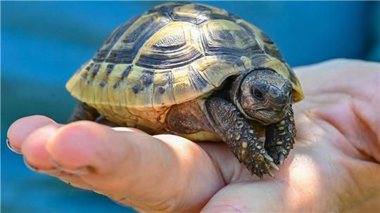 Die Polizei nimmt sachdienliche Hinweise entgegen, die zur Aufklärung beitragen könnten. (Symbolbild)