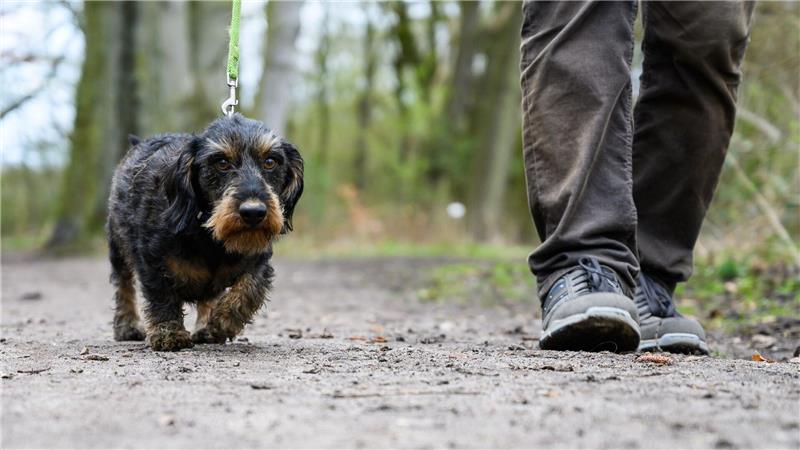 Die Polizei sucht nach dem Unbekannten, der den für Hunde gefährlichen Köder ausgelegt hat. (Symbolbild) 