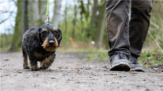 Die Polizei sucht nach dem Unbekannten, der den für Hunde gefährlichen Köder ausgelegt hat. (Symbolbild) 