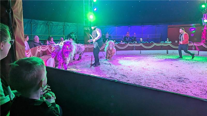 Ponys laufen durch die Manege. Eins verweigert das Hindernis.