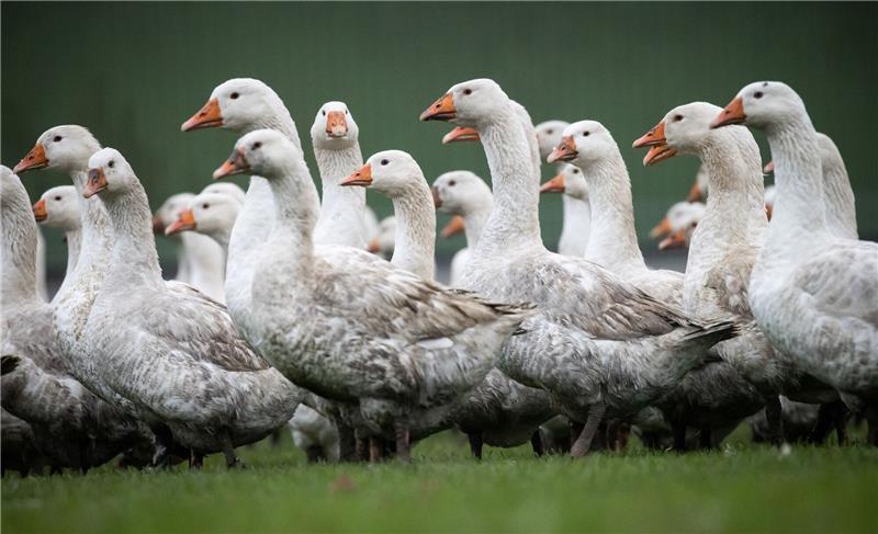 Vogelgrippe und Ukraine-Krieg: Weihnachtsgänse sind knapp Die Preise für Weihnachtsgänse sind gestiegen.