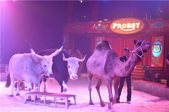 Die Premieren-Vorstellung im Zirkus Probst ist gut besucht: Oft fotografiert werden vor allem die Rinder, Kamele und Dromedare. Fotos: Sowa