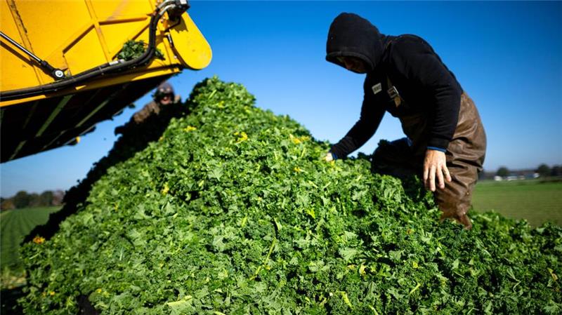 Gute Prognose für Grünkohlernte in Niedersachsen Die Prognose für diese Saison ist aus Sicht der Landwirtschaftskammer hervorragend.