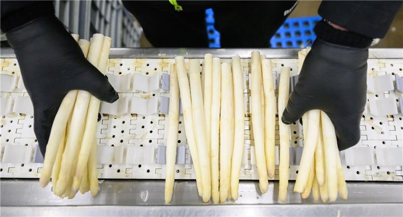 Spargelsaison könnte mancherorts früher enden Die Prognose zur Spargelernte könnte Spargelliebhabern Sorgen machen.