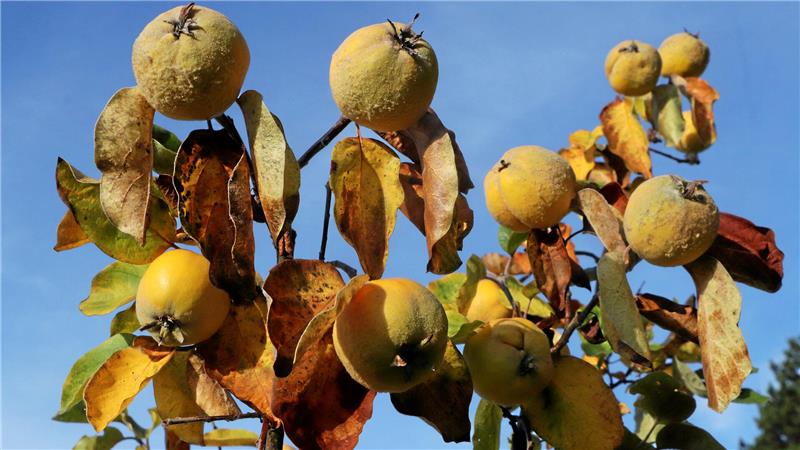 Wie bei Neuwallmoden alte Obstsorten gerettet werden Die Quitte ist die älteste Obstsorte – auch sie gedeiht am Neuwallmodener Westerberg.