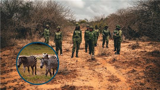 Die Rangerinnen vom „Team Lioness“ gehen mehrmals am Tag auf eine Patrouille, um beispielsweise verletzte oder kranke Tiere zu finden oder den Tierbestand zu erfassen.
