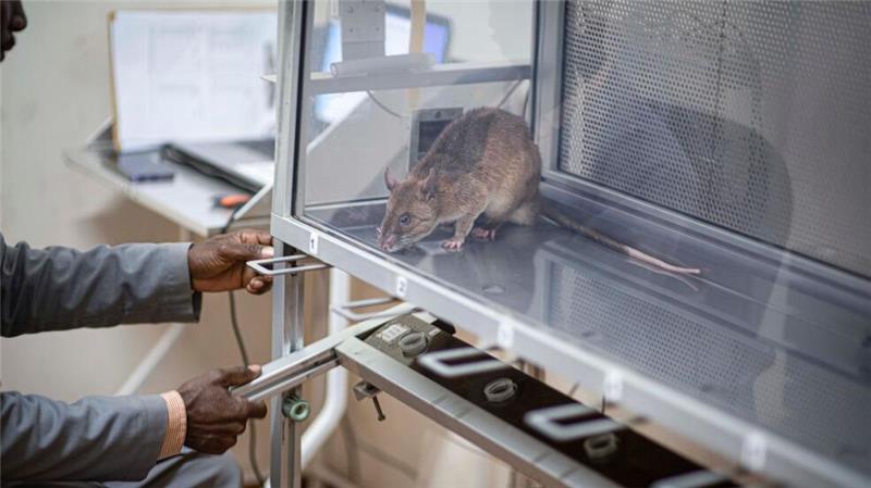 Riesenhamsterratten erschnüffeln Elfenbein und Hörner Die Ratten verursachen nur geringe Kosten und haben eine lange Lebensdauer.