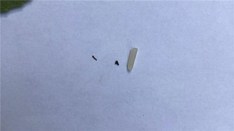 Ich vibrier‘ dich weg! Mini-Raupe verteidigt Mini-Revier Die Raupe ist winzig, wie ein Größenvergleich zeigt: rechts ein Reiskorn, in der Mitte ein Pfefferkrümel und links eine Raupe des Nachtfalters Falcaria bilineata.