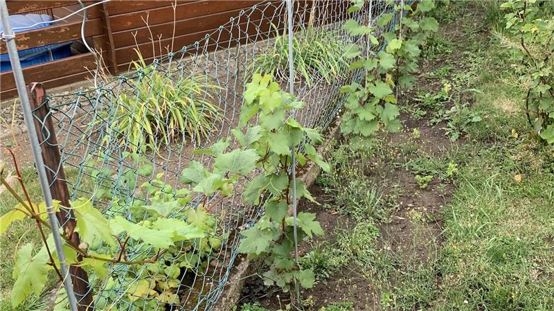 Wie Frank Schulenberg vom Genießer zum Hobbywinzer wurde Junge Weinreben wachsen entlang eines Maschendrahtzauns in einem Garten mit Gras und Erde
