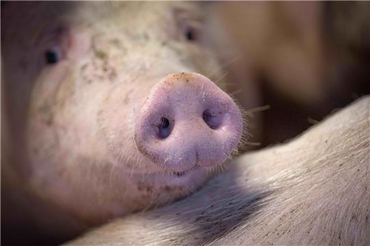 Die Regierung stimmt über Verbesserungen im Tierschutz ab.